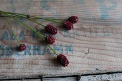 NYHET! Blodtopp Little Red Tanna