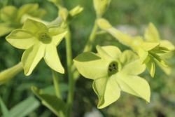 NYHET! Blomstertobak Lime