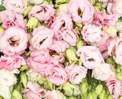 NYHET! Prärieklocka Alisa Ljus Rosa