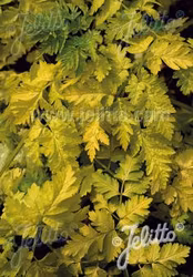 NYHET! Hundkex Golden Fleece