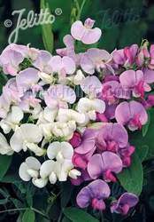 NYHET Rosenvial Mix