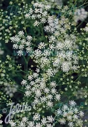 NYHET! Mountain Fennel
