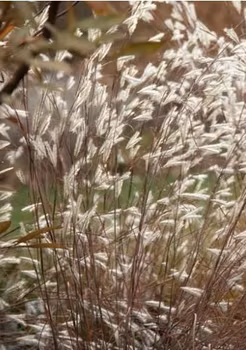 NYHET! Paintbrush Bluestem