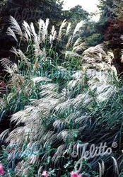 NYHET! Chinese Silver Grass