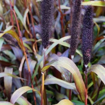 NYHET! Pennisetum Purple
