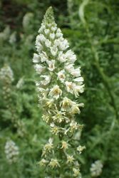 NYHET! Vitreseda Alba