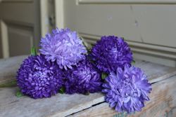NYHET! Aster Lady Coral Light Blue