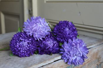 NYHET! Aster Lady Coral Light Blue