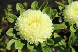 NYHET! Aster Lady Coral Yellow