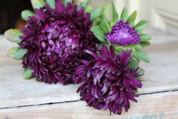 NYHET! Aster Syringa Lillac