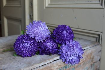 NYHET! Aster Lady Coral Dark Blue