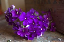 NYHET! Phlox Blue Beauty