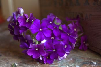 NYHET! Phlox Blue Beauty
