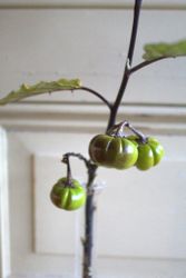 NYHET! Pumpkin on-a-stick