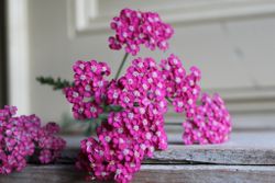 NYHET! Röllika Cerise Queen