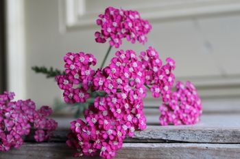NYHET! Röllika Cerise Queen