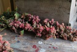 NYHET! Quinoa Cherry Vanilla