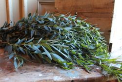 NYHET! Eucalyptus Nicholii (Smalbladig)