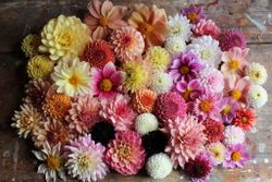 NYHET! Dahlia Blake´s Mix