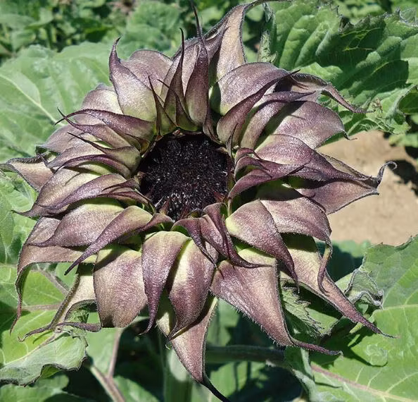 Solros Sun Fill Purple - N Floralis