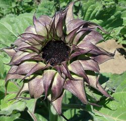 NYHET! Solros Sun Fill Purple