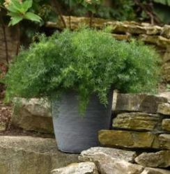 NYHET! Sparris Fuzzy Fern Frizz