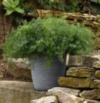 NYHET! Sparris Fuzzy Fern Frizz