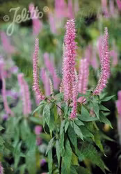 NYHET! Chinese Mint Bush