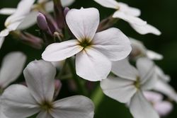 NYHET! Trädgårdsnattviol White