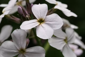 NYHET! Trädgårdsnattviol White