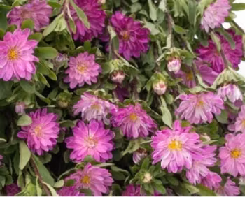 NYHET! Aster Serenade Pink
