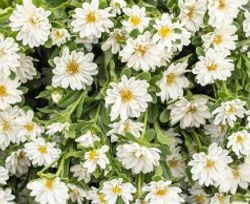 NYHET! Aster Serenad White