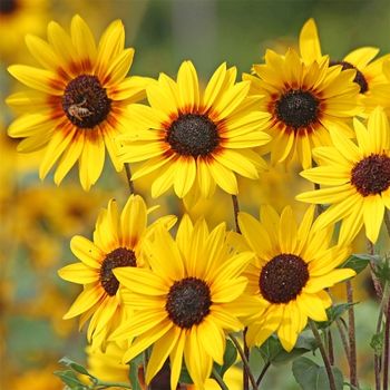 NYHET! Solros Soluna Gold