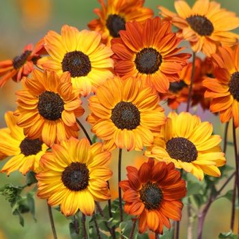 NYHET! Solros Soluna Bronze