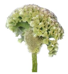 NYHET! Celosia Frozen