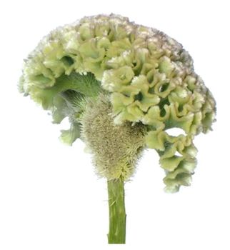 NYHET! Celosia Frozen