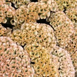 NYHET! Celosia Haute Couture