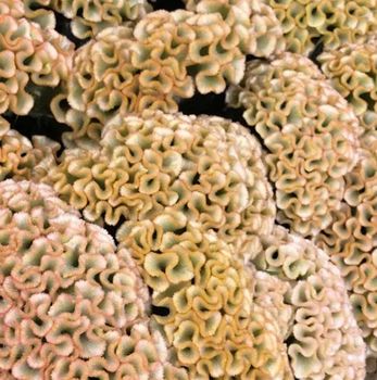 NYHET! Celosia Haute Couture