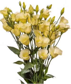 NYHET! Prärieklocka Cadence Yellow F1