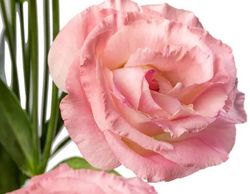 NYHET! Prärieklocka Lisadora Light Pink III F1