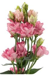 NYHET! Prärieklocka Minilisi Rose Double II F1