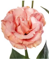 NYHET! Prärieklocka Peach Revelation III F1