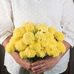 NYHET! Tagetes Nosento Limegreen