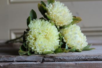 NYHET! Aster Chrisantella Limoncello