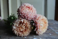 NYHET! Aster Chrisantella Lotos Flower