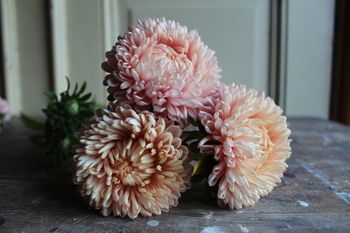 NYHET! Aster Chrisantella Lotos Flower