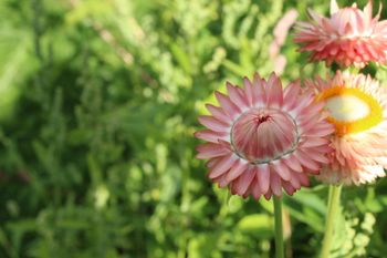 NYHET! Eternell Salmon Rose KOMMER IN APRIL-25
