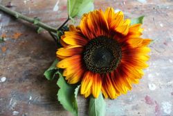 NYHET! Solros Copper Queen