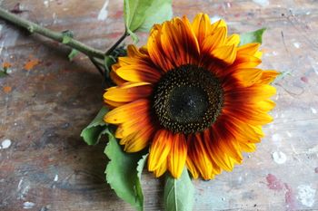 NYHET! Solros Copper Queen