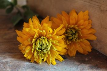 NYHET! Rudbeckia Moppets